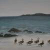 "Follow The Leader"
I was on the Island of St. Thomas and these ducks appeared out of  nowhere...they followed the leader!
24" X 48"