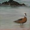 "Caribbean Duck"
I loved these ducks in the islands...they seemed to love the ocean and would spend a lot of time hanging around.
16" X 20"  - 